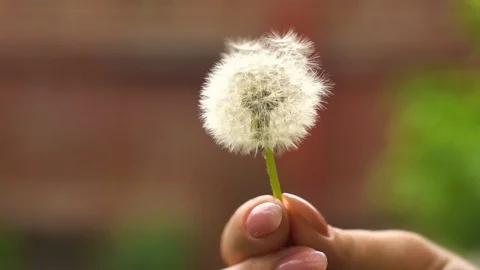 Dandelion in hand Stock Footage 108938279