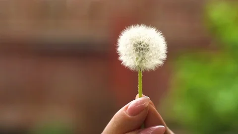 Dandelion in hand Stock Footage 108938286