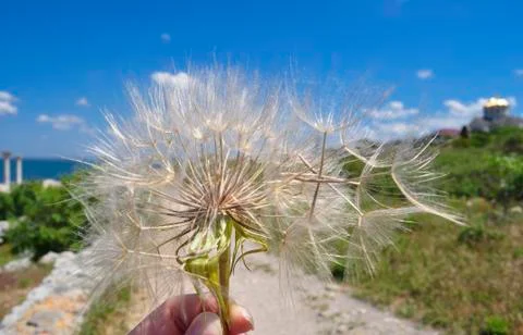 Dandelion in the hand Stock Photos