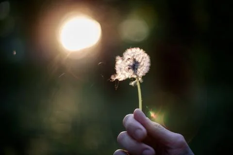 Dandelion in hand Stock Photos