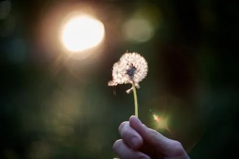 Dandelion in hand Stock Photos