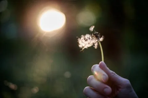 Dandelion in hand Foto stock