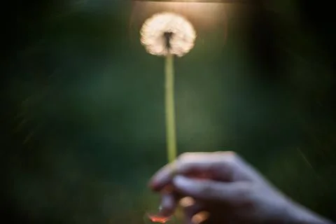 Dandelion in hand Stock Photos