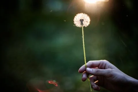 Dandelion in hand Stock Photos