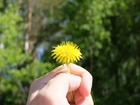 Dandelion in hand 库存照片
