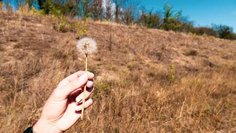 Dandelion in hand Stock Photos