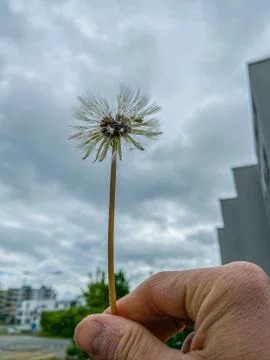 A dandelion in hand Foto stock
