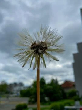 A dandelion in hand Stock Photos
