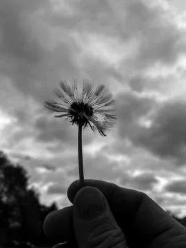 A dandelion in hand Stock Photos