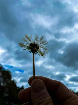 A dandelion in hand Stock Photos