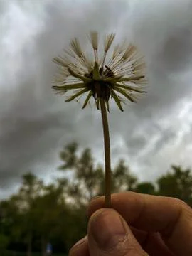 A dandelion in hand Stock Photos