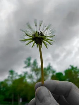 A dandelion in hand Stock Photos