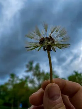 A dandelion in hand Stock Photos