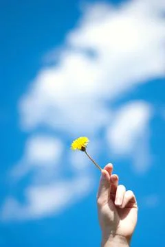 Dandelion in a hand Stock Photos