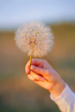 Dandelion in hand. Foto stock