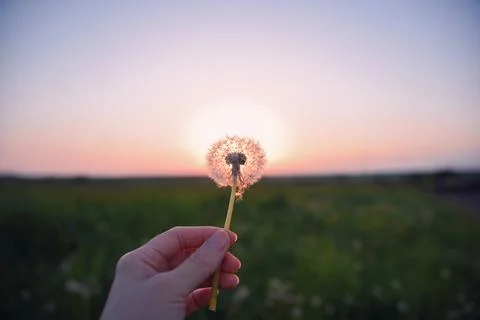 Dandelion in hand at sunset Foto stock