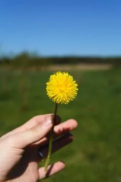 Dandelion in hands Stock Photos