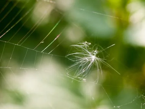 Dandelion head bit in spider's web outside Stock Photos