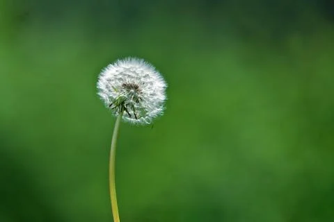 Dandelion head in a field 스톡 사진