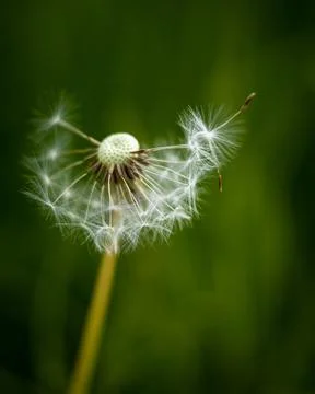 Dandelion head, partially blown. Stock Photos