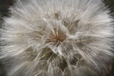Dandelion head Foto stock