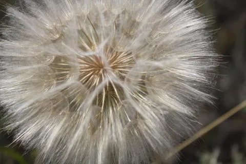 Dandelion head Stock Photos
