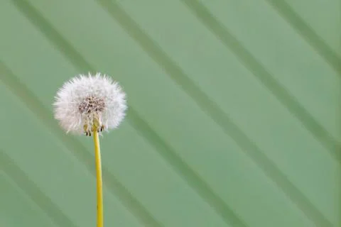 A dandelion head Stock Photos