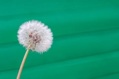 A dandelion head Stock Photos