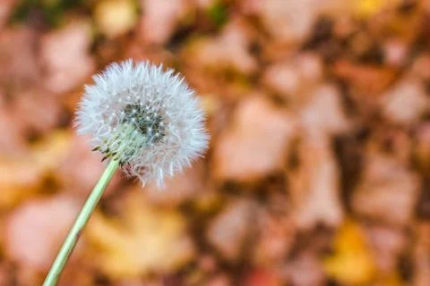 A dandelion head Stock Photos