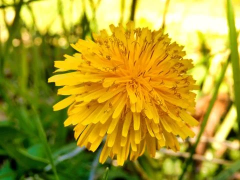 Dandelion Head. Stock Photos