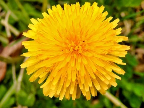 Dandelion Head. Stock Photos