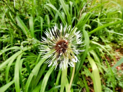 Dandelion Head. Stock Photos