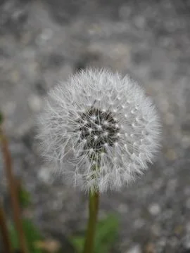 Dandelion head Fotos de archivo