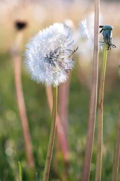 Dandelion Head Seed Stock Photos