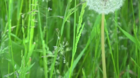 Dandelion Head Slow Motion Stock Footage 507633