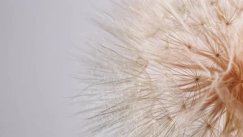 Dandelion head spins on white background Stock Footage 199061600