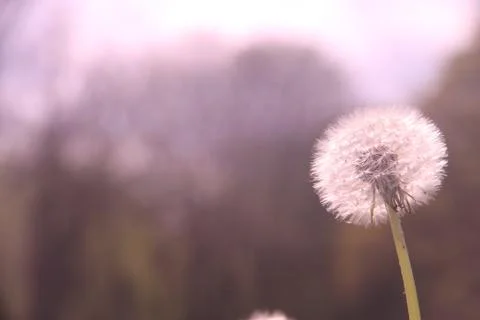 Dandelion head, summer Stock Photos