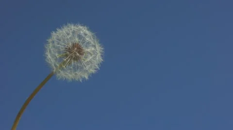 Dandelion head in wind 스톡 동영상 10867533