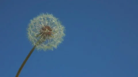 Dandelion head in wind 스톡 동영상 12524863
