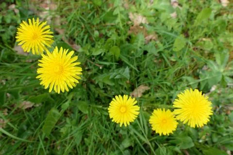 Dandelion Heads Foto stock