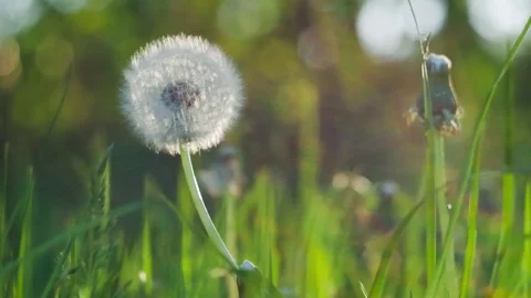 Dandelion heard slightly moved by the wind breeze, seeds falling down, sunlight Video stock 76370460