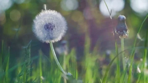 Dandelion heard slightly moved by the wind breeze, seeds falling down, sunlight Stock Footage 80787434