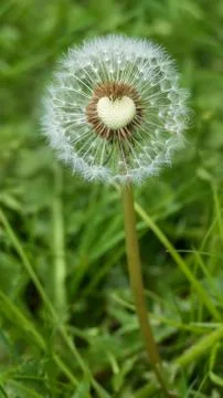 Dandelion heart 스톡 사진