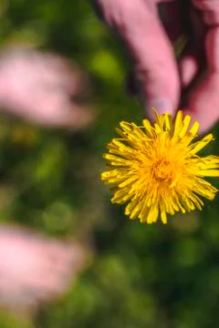Dandelion held in hand 스톡 사진
