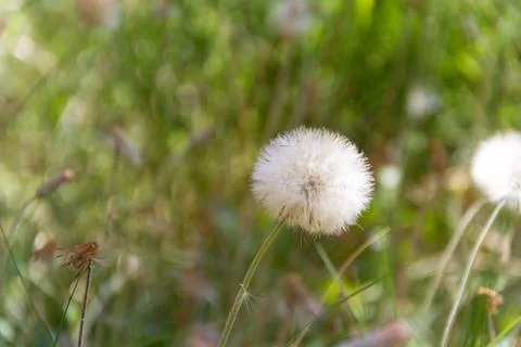 Dandelion herbs with defocused background in spring Foto stock