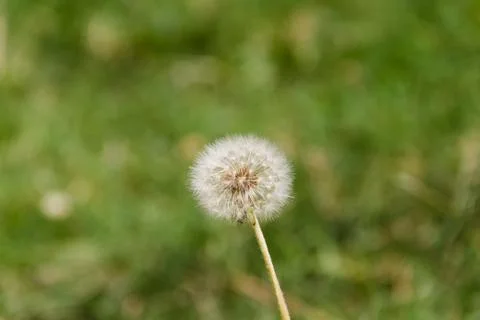 Dandelion herbs with defocused background in spring Foto stock