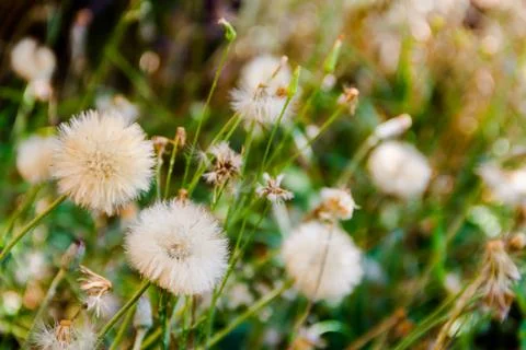Dandelion herbs with defocused background in spring Stock Photos