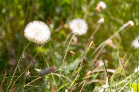 Dandelion herbs with defocused background in spring Stock Photos