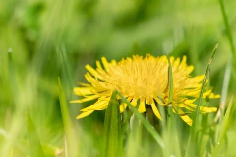Dandelion hiding in the grass Foto stock