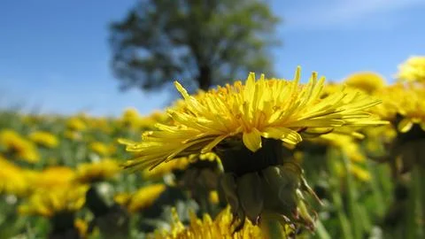 Dandelion horizon Stock Photos